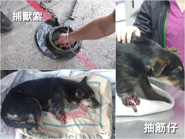 香港日前發現一隻名為「抽筋仔」的浪狗，疑似被漁護署捉狗的捕獸索所傷。  取自NPV