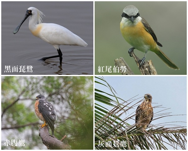 冬候鳥與過境鳥常讓吸引許多賞鳥人士特別前去攝影。　左上/wiki、右上/ Flickr_台灣水鳥研究群、左下、右下/ flickr_Hiyashi Haka