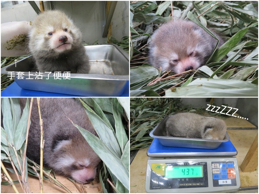 保育員一次只能量一隻寶寶的體重，還要特別在手套上沾上媽媽的便便，掩蓋陌生的味道。　台北動物園-鍾嘉能/攝