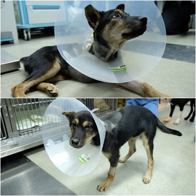 4個月大的抽筋仔已接受截肢手術，保回小命，而且個性十分親人。　取自香港動物報