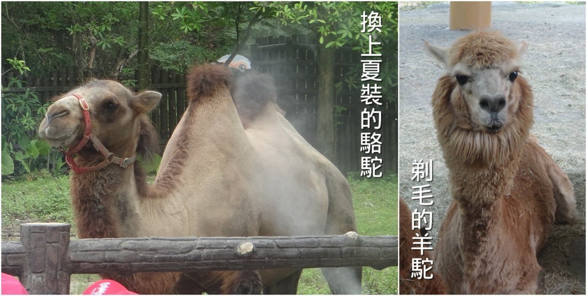 駱駝本來就生長在沙漠，於是有一套對抗高溫的換裝機制，而棲息在高山的羊駝則需要保育員特別「手動」換衣服。　台北動物園-林惠珍/攝