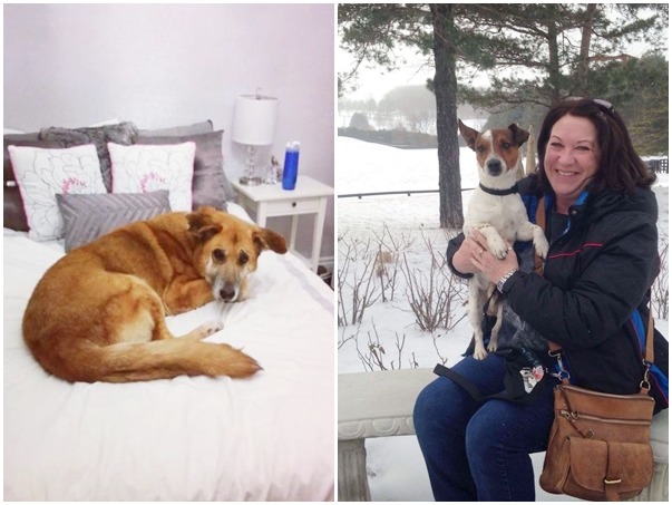 率先到加拿大的25隻狗狗，已經有超過一半找到了新家！　取自Dog Tales Rescue and Sanctuary