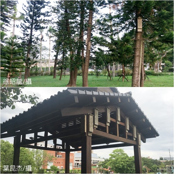 台北市蝙蝠學會近來在青年公園及客家文化主題公園設置蝙蝠屋，提供蝙蝠一個棲身之處，也歡迎民眾可以在自家附近掛設。 台北市蝙蝠學會/提供