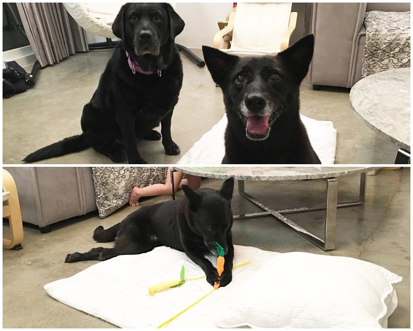 Judy第一天到新家就馬上適應家裡的環境，不但跟其他狗狗相處融洽、還偷偷把貓哥哥的逗貓棒咬出來玩。　Cher/提供