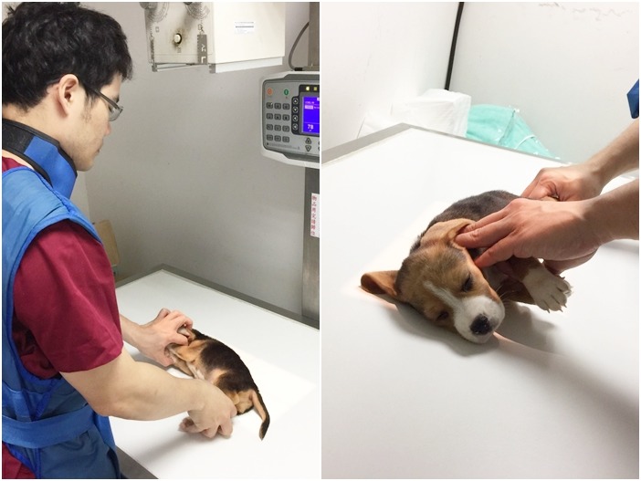 獸醫師正在替滷蛋做X光檢查,更心疼他的遭遇。 新北市動保處/提供