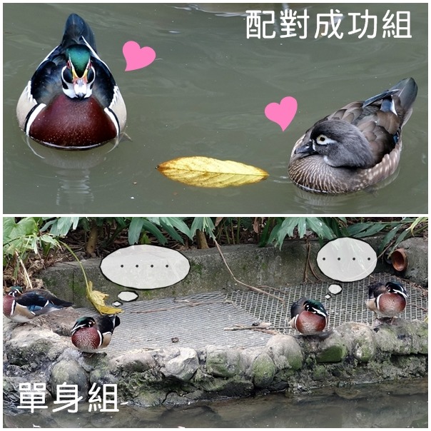 美洲木鴨雖然都在同一個池子裡，但情人節到了卻「兩樣情」，有配對成功的情侶組、跟單身好友互相取暖組。　台北動物園/提供