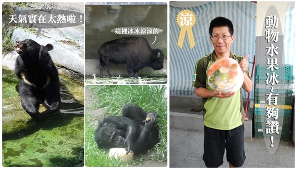 動物們都有自己的消暑妙招、加上專屬冰品。　台北動物園/提供