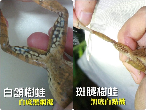 在加入留白去斑小組時，要先學會分辨本土的白頷樹蛙、及外來種斑腿樹蛙的技巧！　台北動物園/提供