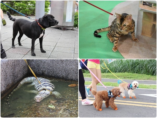 三讀通過的台北動保自治條例規定飼主帶寵物出入公共場所時需用鍊繩、箱籠。 (右上)李娉婷/攝、(其餘)何宜/攝