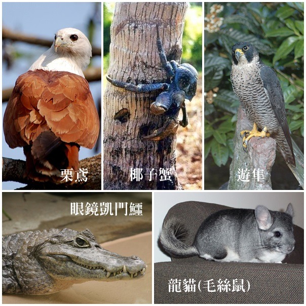 動保處也曾收容過許多罕見的野生動物，有些是民眾不曉得不能飼養，以致動物長大後遭棄養。　取自維基百科創用CC圖片