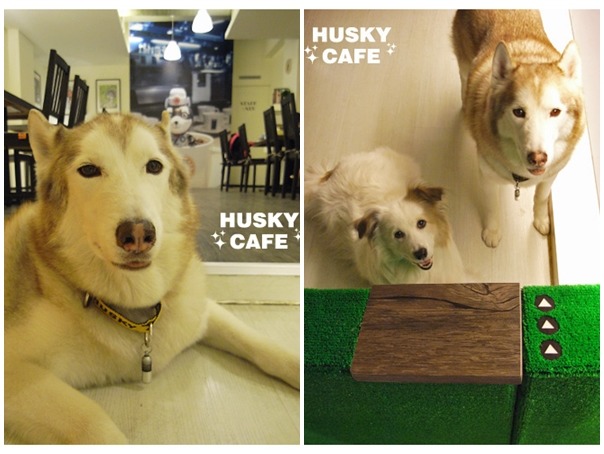 卡布(左圖及右圖右)和卡特(右圖左)是Luka爸收養的狗狗，不過分別於2011、2012相繼過世。　取自動物學院網站