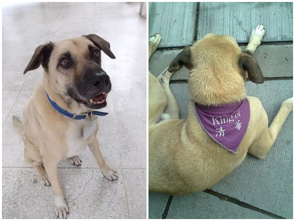 想替勇敢的黑嘴加油打氣嗎?歡迎到牠的臉書留言鼓勵他喔! (右)蔡可安、(左)何宜/攝