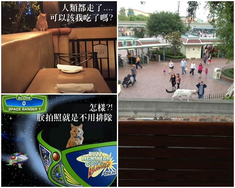 迪士尼的貓員工享有另類「特權」，就是備受遊客的尊寵及喜愛。　　取自The Cats of Disneyland