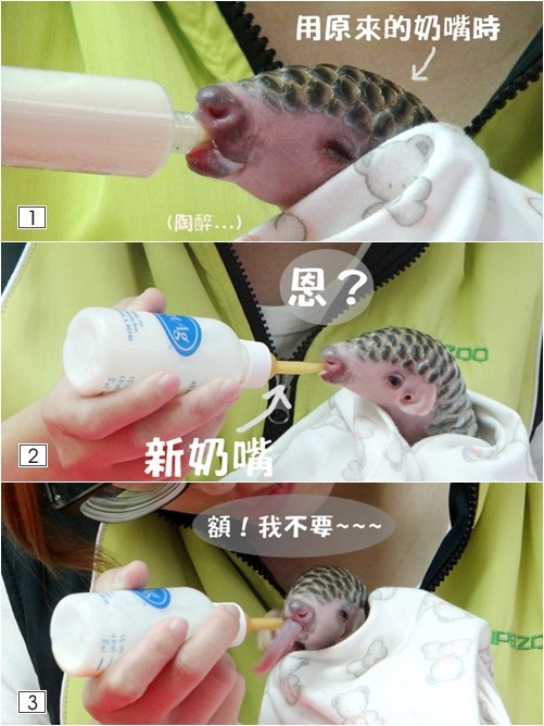 芎梧抗拒新奶嘴3步曲，竟然用舌頭拒絕新奶嘴啊~~~　台北動物園/提供