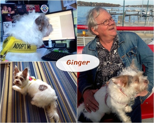 混梗犬的小黃同樣在飯店裡遇見了新飼主。　取自Aloft飯店臉書及翻攝自每日郵報