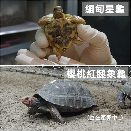 動物園這次的烏龜繁殖季到目前累積共產下305顆蛋！　台北動物園/提供