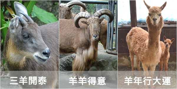 1到2月每週二四早上都有保育員在不同羊的展區前，為大家講古說故事喔！　動物園/提供