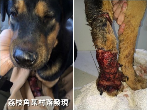 事隔一天，有又NPV志工再度發現浪狗遭捕獸索弄傷右前腳。　取自香港動物報