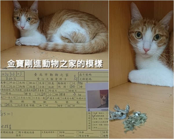 金寶剛被送進內湖動物之家的模樣，親人但心情有點沮喪。　取自幸福轉運站
