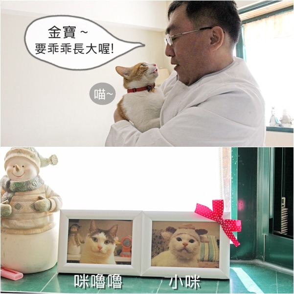 黃俊維說貓咪其實就像小孩一樣，相處久了就會學習怎麼和你相處，所以如果對貓很凶，牠自然會沒安全感、害怕。　何宜/攝