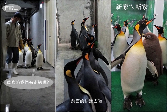國王企鵝生性猶豫不定，連上次走過的搬家路，都像第一次遇到一般考慮再三。　動物園/提供