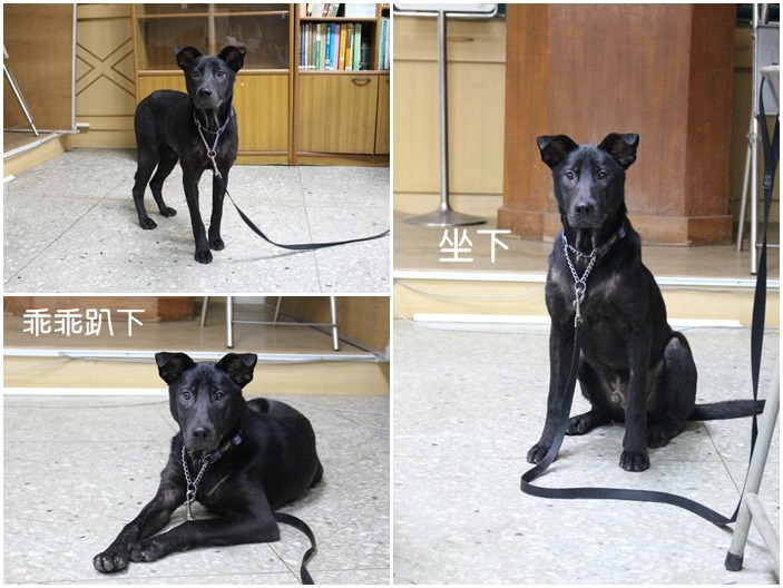 助教狗狗來自板橋動物之家,或許將來完成訓練後就可以馬上被領養。 何宜/攝