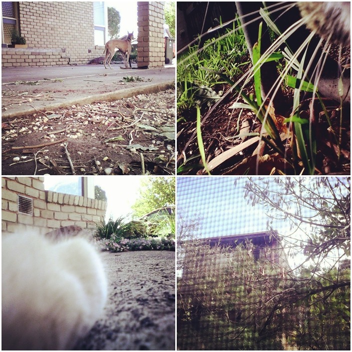 貓咪們拍下的影像，相當可愛！　取自Whiskas Australia FB