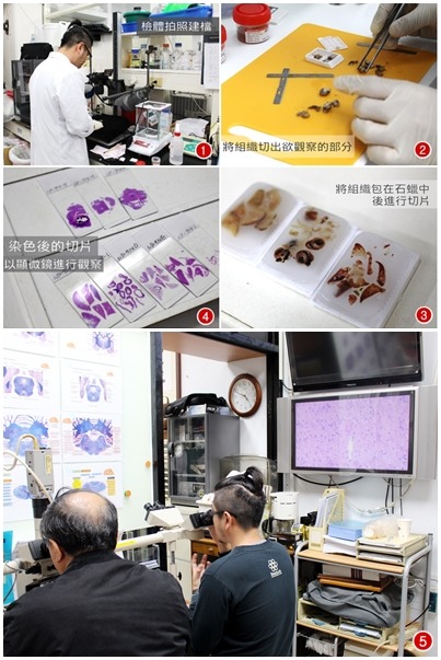 運用病理學專業知識,分析屍體組織中隱藏的證據。 何宜/攝