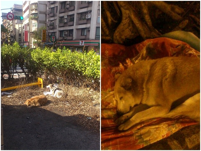 信義區四四南村附近的浪浪大多都是史康迪與他的伙伴一同照料。 史康迪/提供