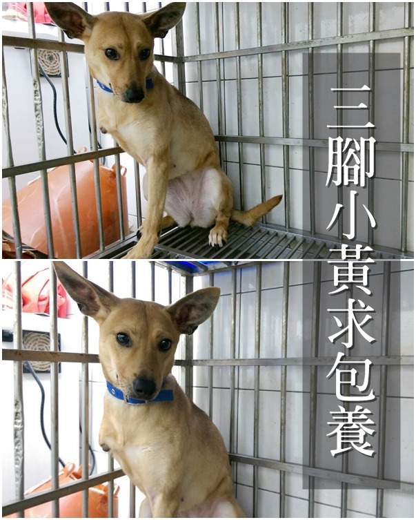 生命力堅強的3腳狗小黃,目前正在找家中~ 楊靜宇/提供