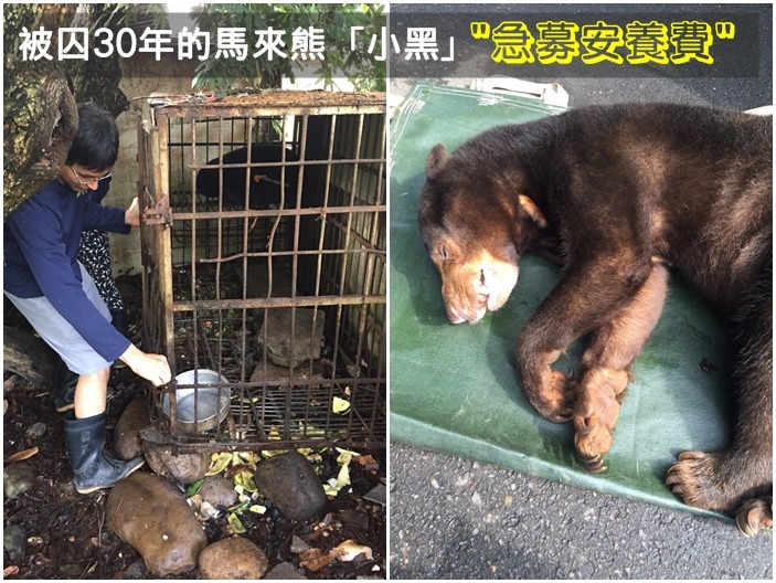合法私有飼養的馬來熊小黑，今早由TSPCA帶往屏科大收容中心安置，希望民眾可以捐款資助小黑的生活費。　TSPCA/提供