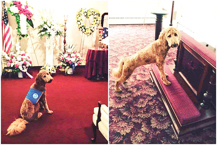 紐約州白原市唯一的殯儀館治療犬，是隻1歲多的黃金貴賓！　　取自Ballard-Durand Funeral & Cremation Services