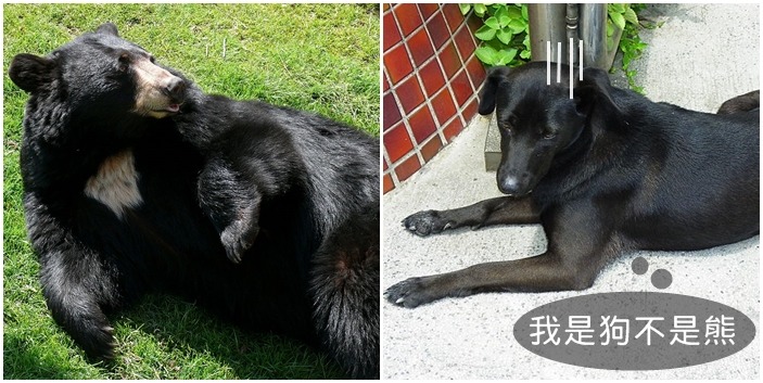 雲南一位村民養了2年，才發現養的不是狗、是保育類的亞洲黑熊！　取自(左圖)