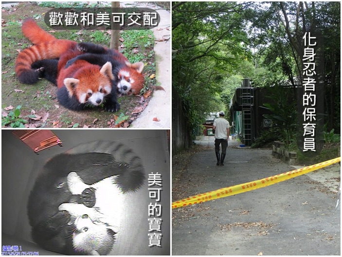 為了讓小貓熊媽媽們可以安心照顧小孩，保育員只好化身忍者，在黑暗中小心翼翼的做事。　台北動物園/提供