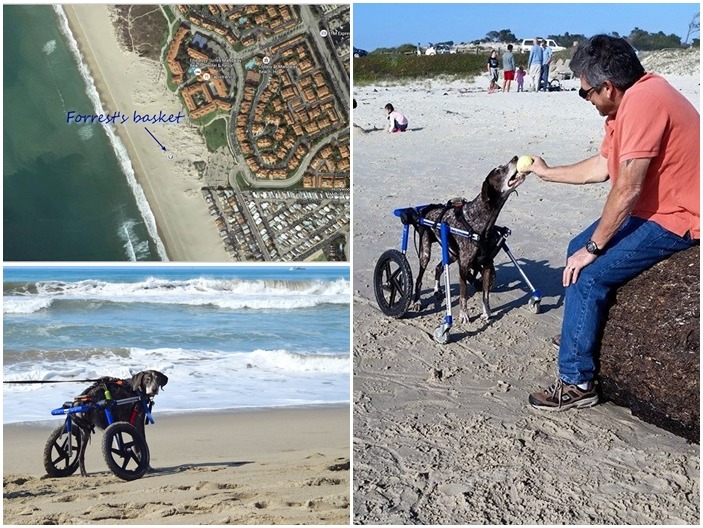 亨布里夫婦在南加州的海灘上留了一盒森林最愛玩的網球，希望森林對生命的熱情可以延續下去。　取自Run, Forrest, Run