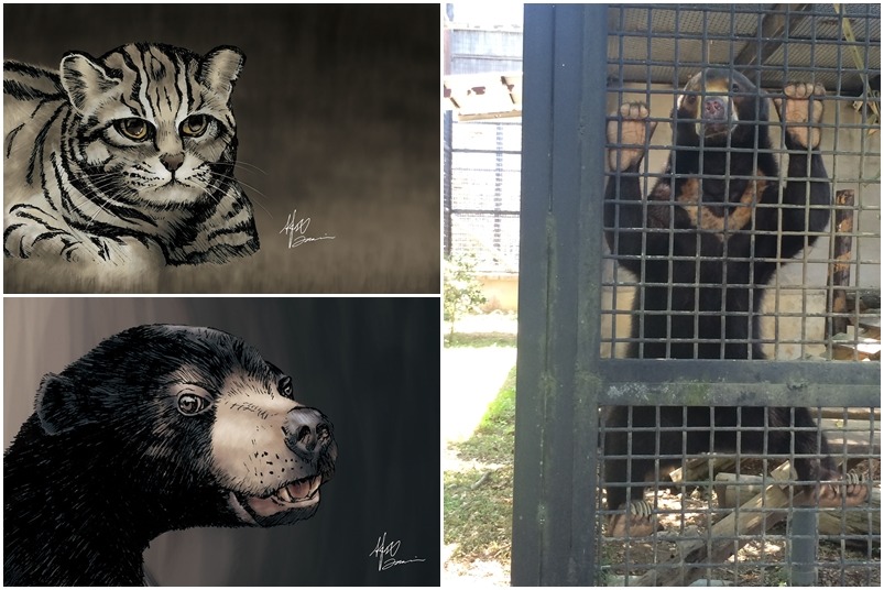 遲遲不現身的石虎阿肥、被拔除爪子的馬來熊都讓林北留下深刻的印象。 林北/提供