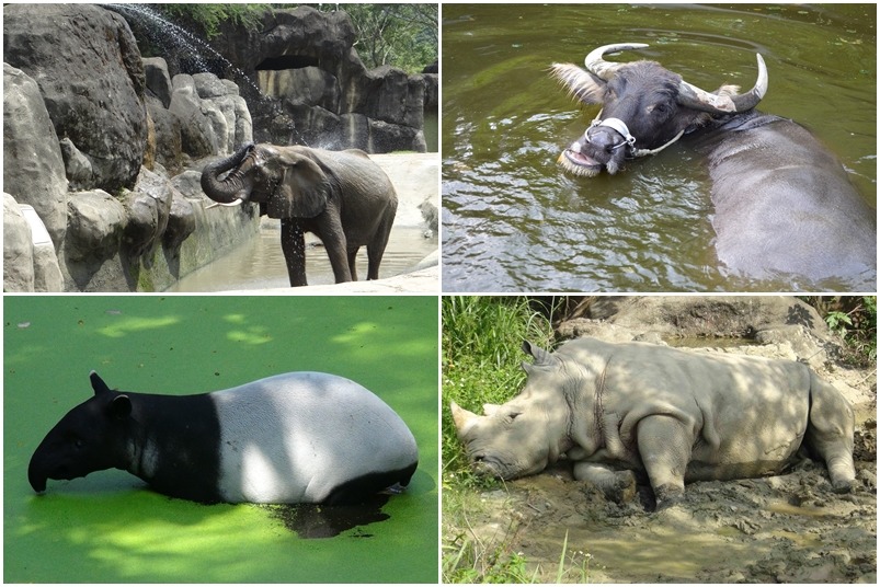 動物園的非洲象、水牛、馬來貘和犀牛，都以「沐浴系列」來消暑。　台北動物園-林惠珍、陳瑋玥、李毓文/攝