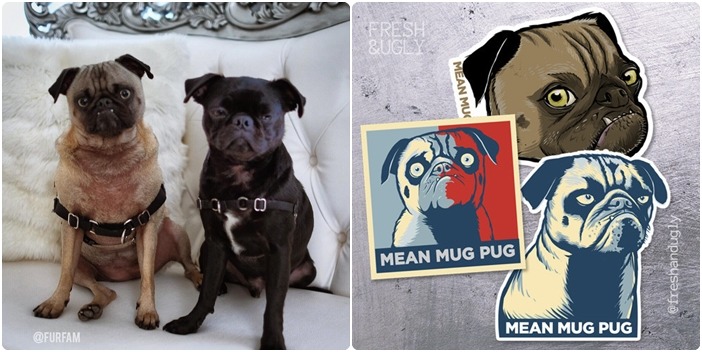奧茲(左圖左)和酷不理克(左圖右)，奧茲有個人商品！　取自meanmugpug Instagram