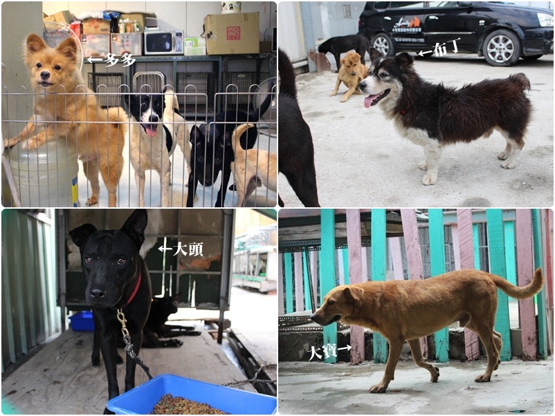 保育場內的狗狗身體都相當健康、親人，甚至還會把水泥地挖初一個個地洞發洩精力！　何宜/攝