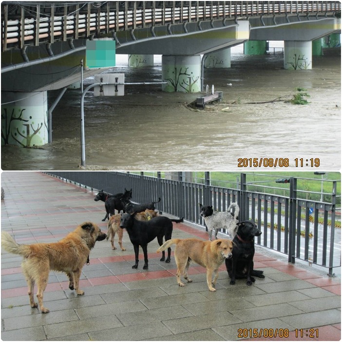 楊萱表示,自己跟大多數河濱愛媽一樣,這個階段可能需要物資幫助。 取自楊萱臉書