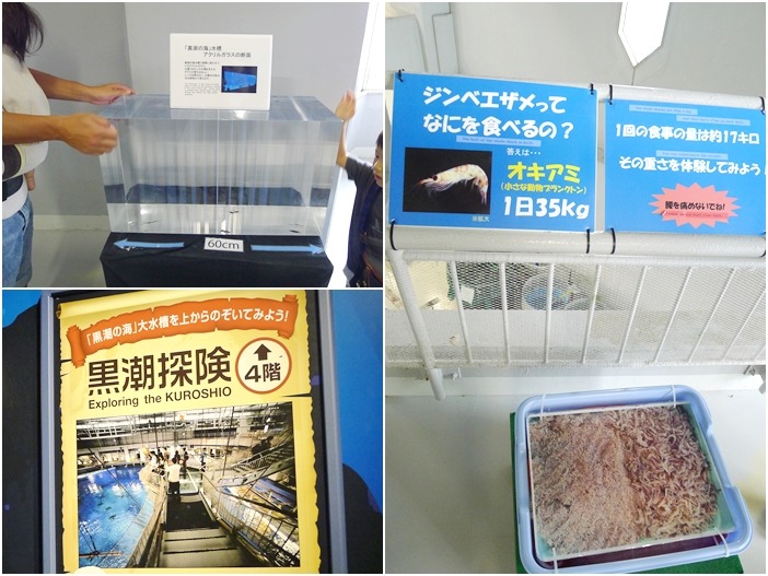 水槽的壓克力牆有60公分那麼厚，才足以抵擋強大的水壓（左上圖）；鯨鯊是濾食性動物，一天要吃下35公斤的浮游生物及小蝦（右圖）；每天有固定時段開放遊客到4樓的甲板近距離觀賞（左下圖）。　何宜/攝
