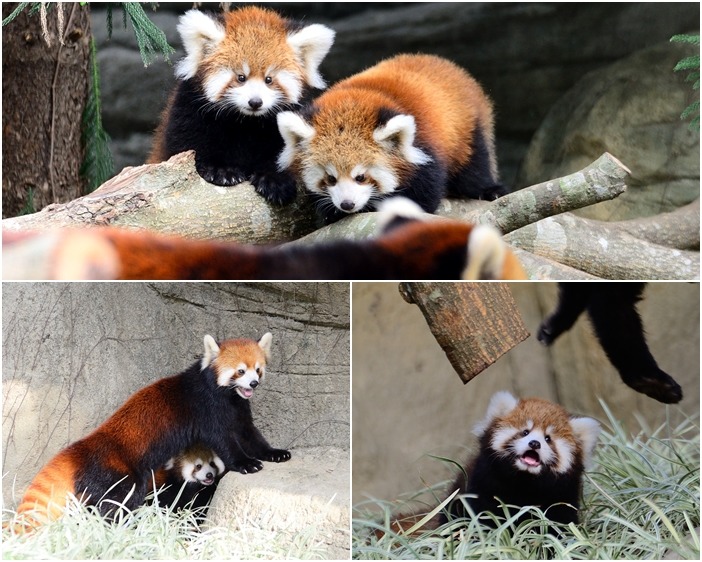 美可的小孩分別為兒子「可忻」、女兒「可玥」，他們個性相差很大，兒子喜歡黏著媽媽(左下圖)、而女兒則像傻大姊(右下圖)。　台北市立動物園-蕭宇璇/攝