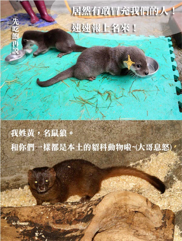 水獺兄弟和黃鼠狼同樣都是貂科動物，外型有點相似、但食性不同。　台北動物園/提供