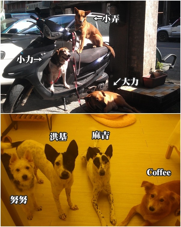 愛狗的林蓓萱現在總共養了7隻狗，幾乎都是米克斯！　林蓓萱/提供