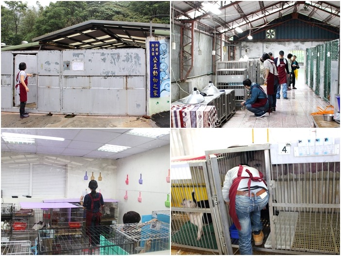 地點偏遠的新店動物之家，固定有一群「不怕麻煩」的志工，週末去服務。　何宜/攝