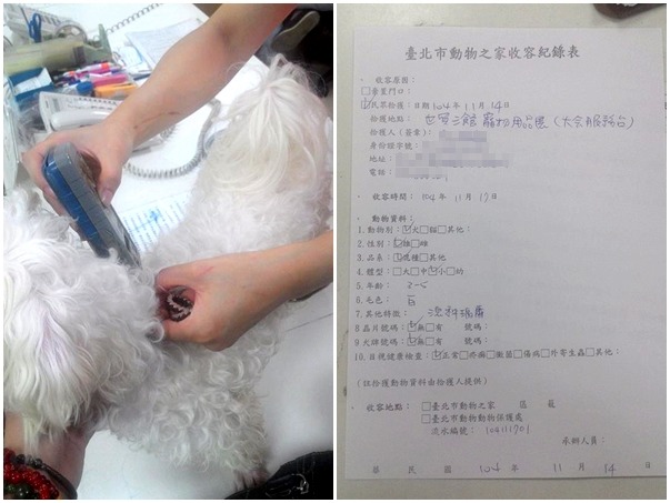 走失的小瑪爾沒有晶片、犬牌等等，請飼主趕緊在7天內聯絡內湖動物之家！　小敏/提供