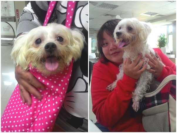 認養人其實在寵物展會場就注意到走失的小馬爾，這段期間也一直關心狗狗，順利在昨天開放送養時趕到動物之家辦理認養！　志工小敏/提供