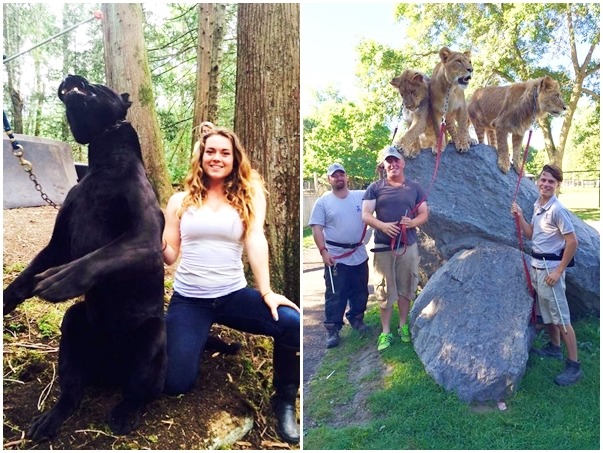 該動物園有提供與猛獸拍照服務，往往其中都會涉及虐待動物。 取自The Bowmanville Zoological Park