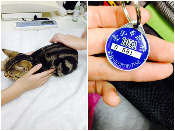 台北市不論是飼養貓、狗，飼主都記得要做好寵登並每年施打狂犬病疫苗。　台灣動物新聞網資料照