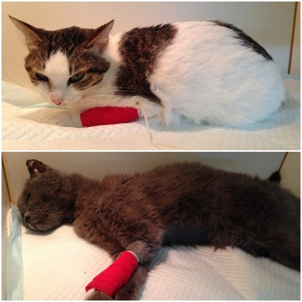 2隻昨天原本奄奄一息的貓，經過治療已逐漸恢復意識，目前仍住院觀察中。　全國動物醫院/提供